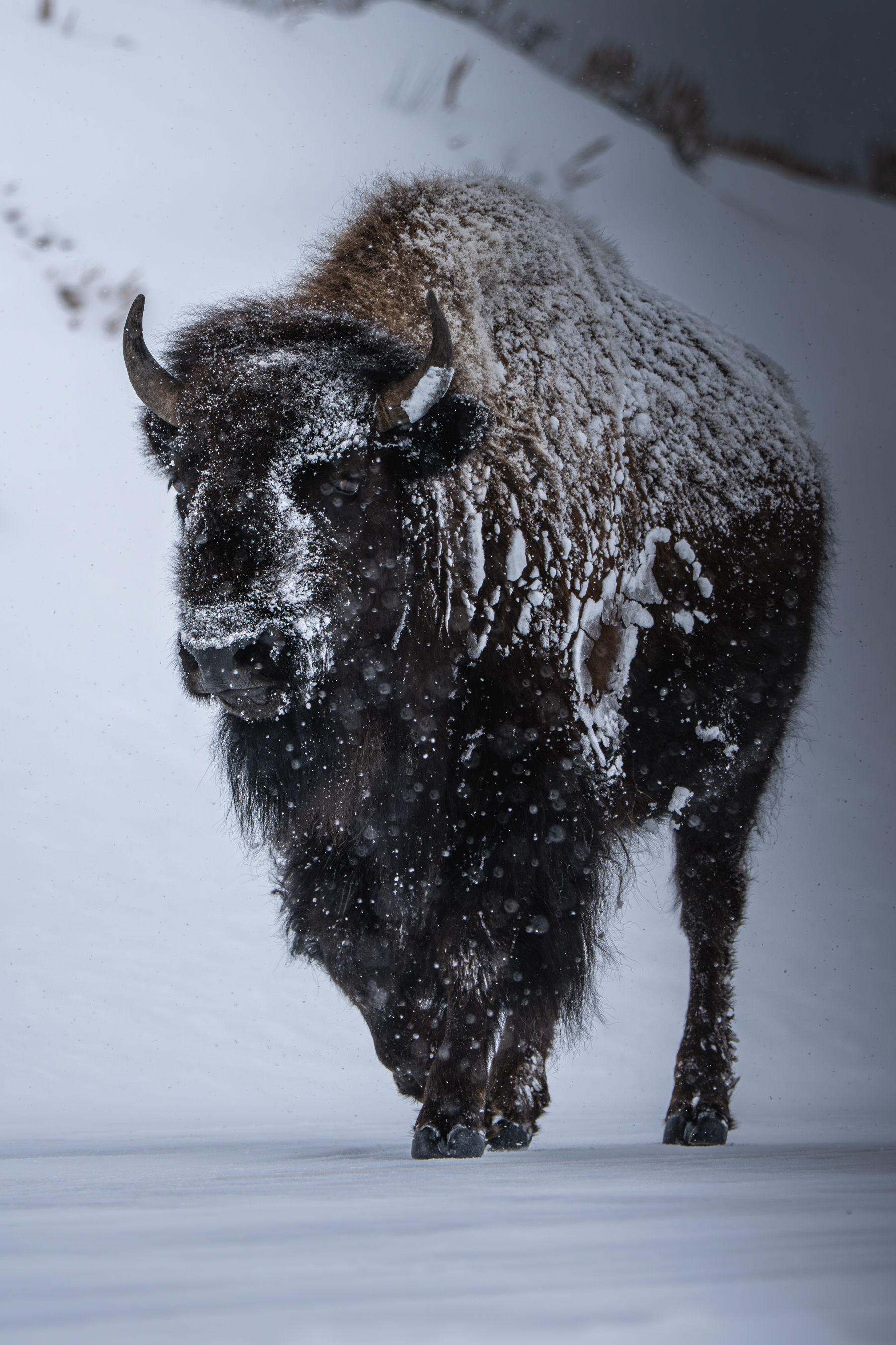 Bison in Yellowstone