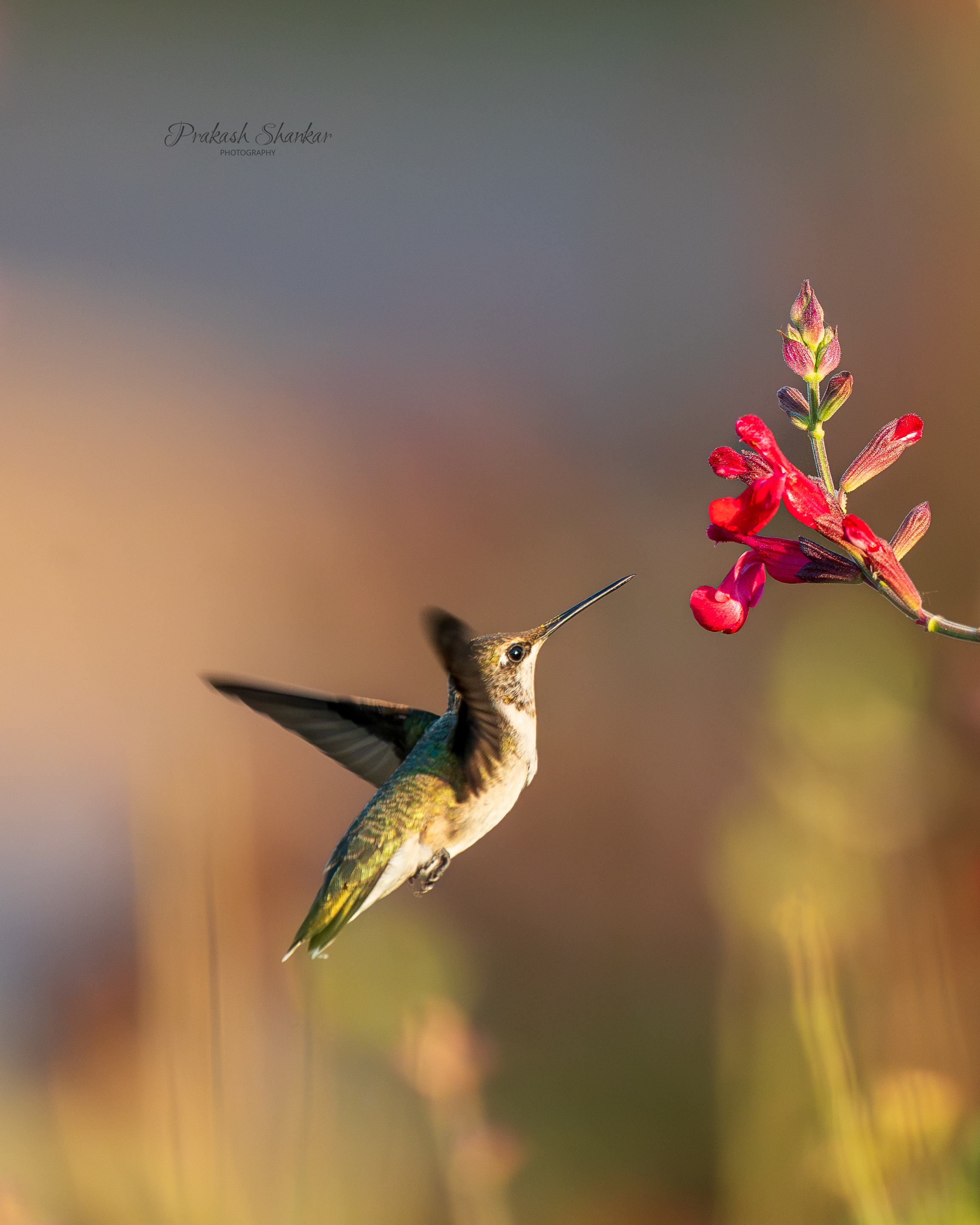 Humming Bird