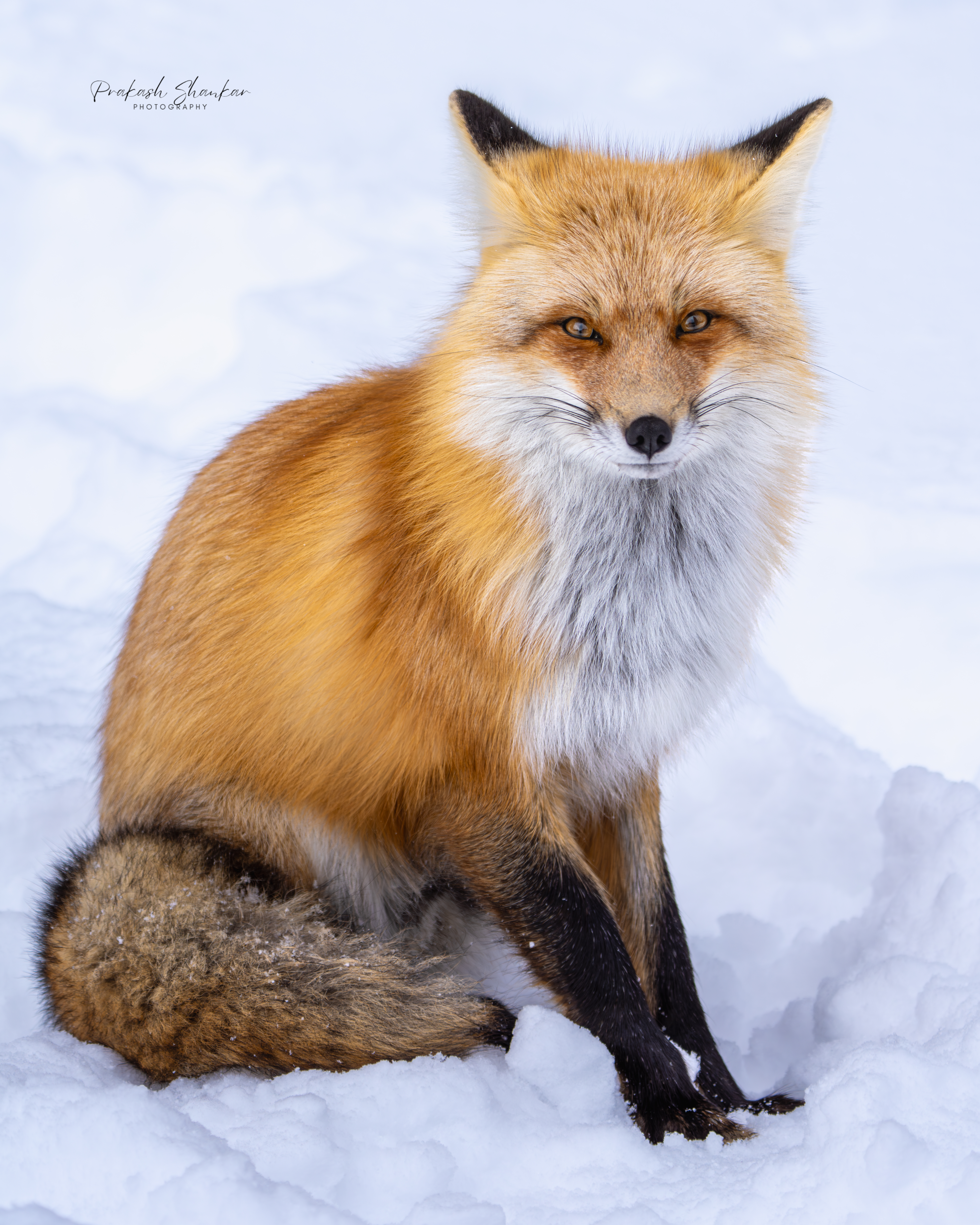 Red Fox in Yellowstone
